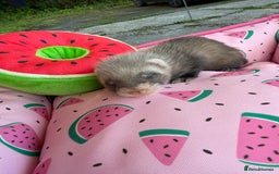 Ferret rodents for sale: Ferrets for sale  - Image 1