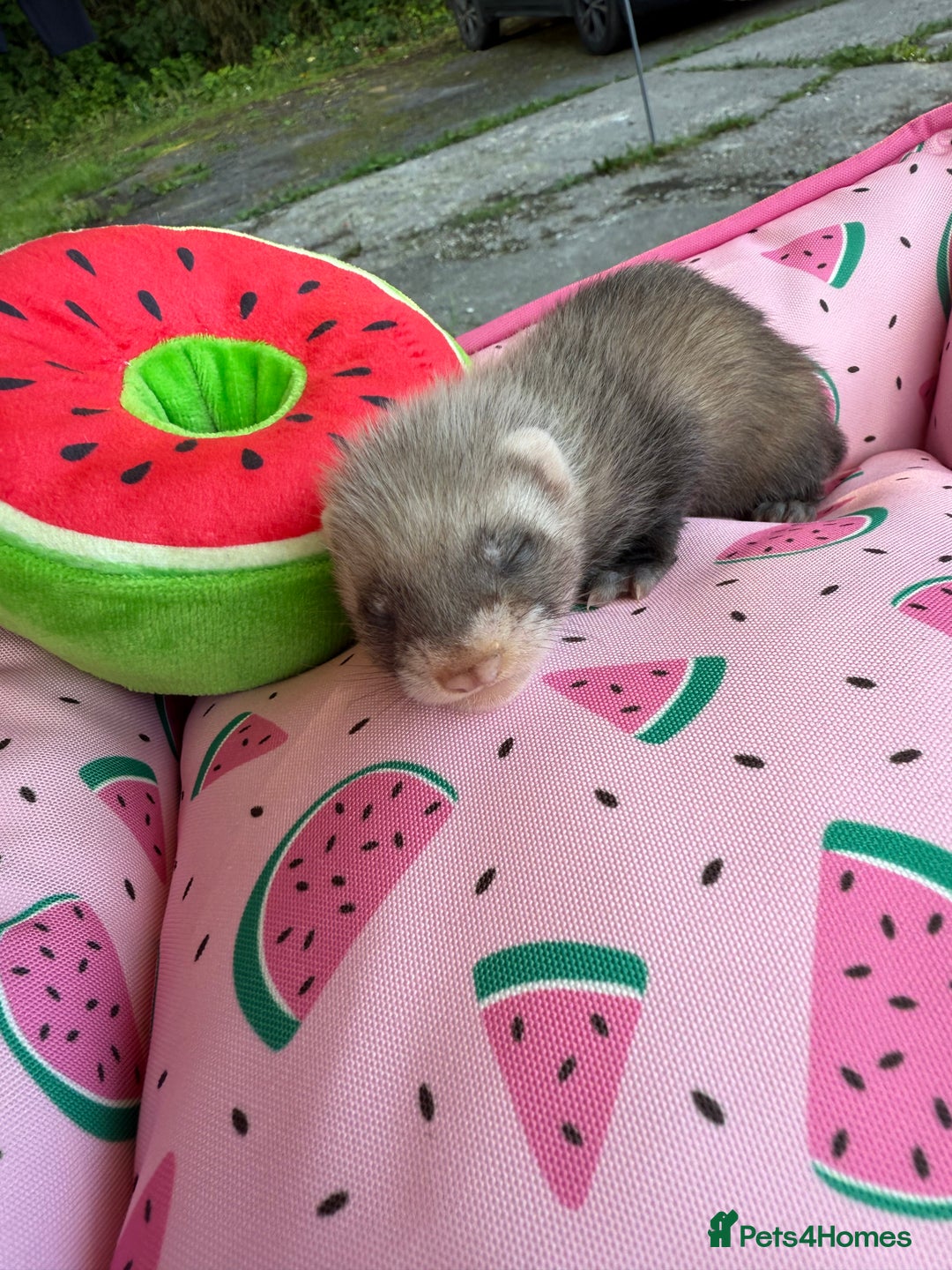 Ferret rodents for sale: Ferrets for sale  - Image 1