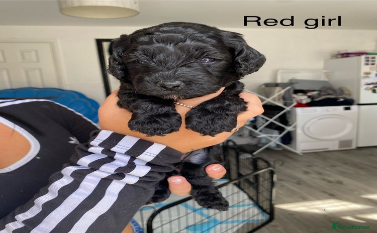 Cockapoo dogs - Advert 15
