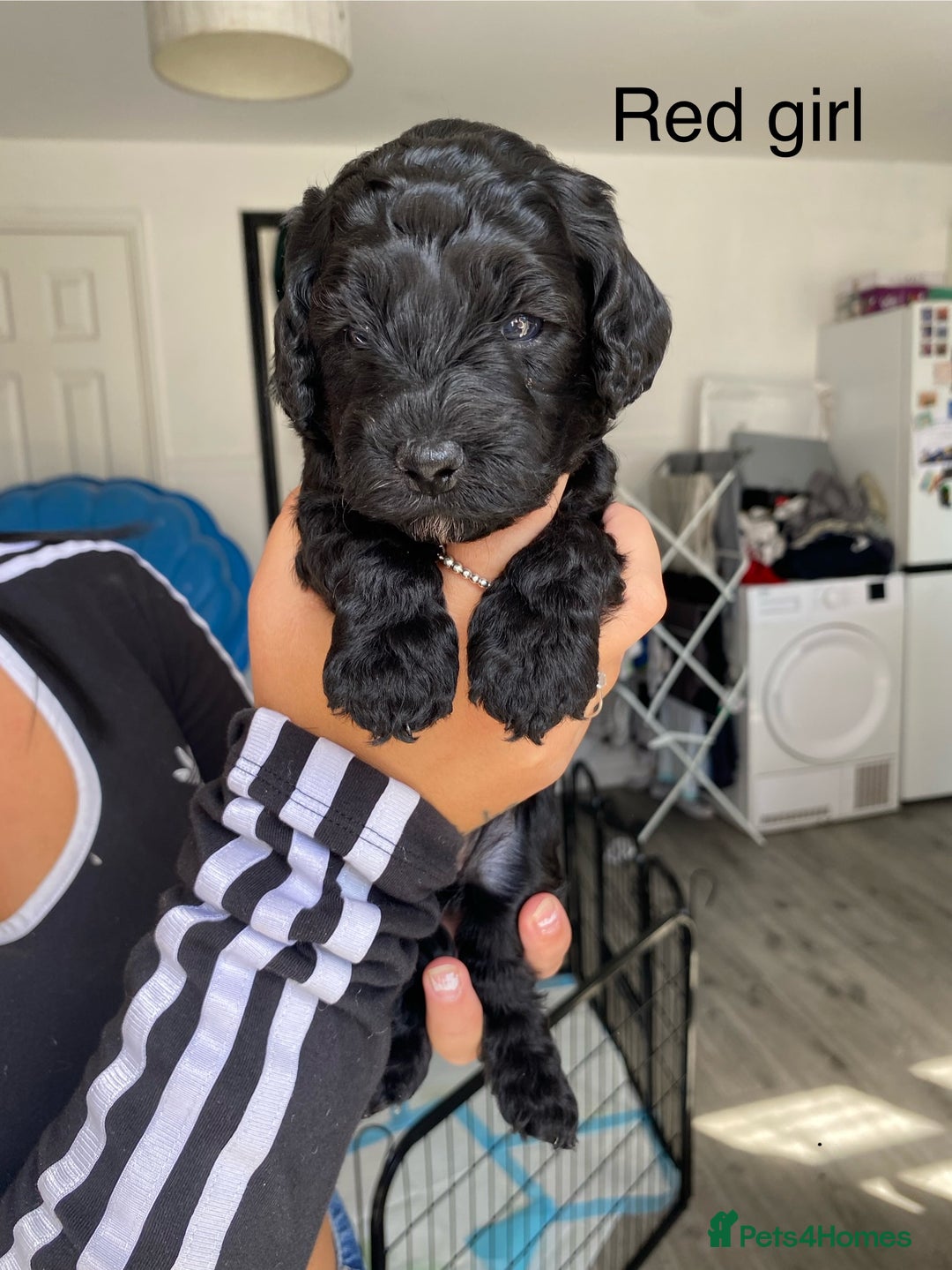 Cockapoo dogs for sale: Beautiful 5⭐️ F1 Cockapoos! - Image 4