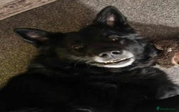 Mixed Breed dogs for adoption: Meet Bear, currently residing in Staffordshire  - Image 4