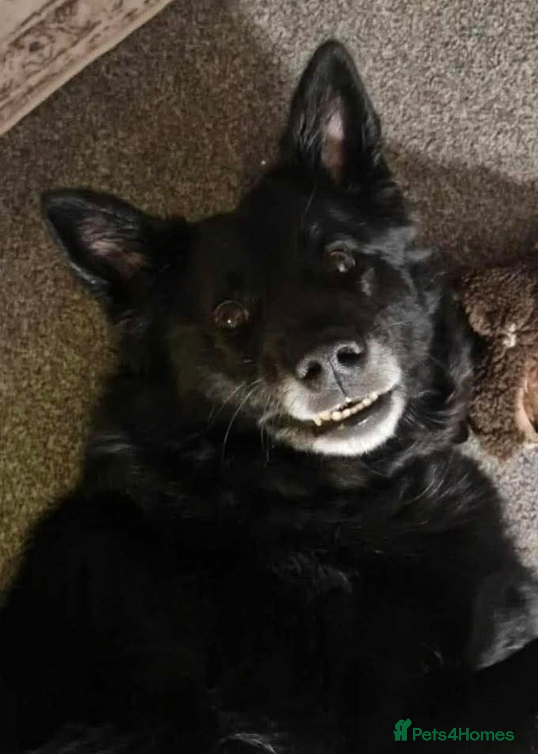 Mixed Breed dogs for adoption: Meet Bear, currently residing in Staffordshire  - Image 4