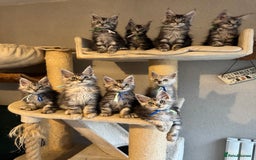 Maine Coon cats for sale: Stunning Maine Coon kittens  - Image 2
