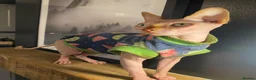 Sphynx cats for sale: 2 year old Sphynx  - Advert 4