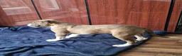 Dorset Olde Tyme Bulldogge dogs for sale: Reduced 12 Week old stunning pups - Advert 6