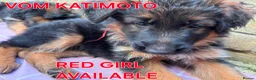 German Shepherd dogs for sale: KC Register German Shepherd puppies  in London - Advert 17