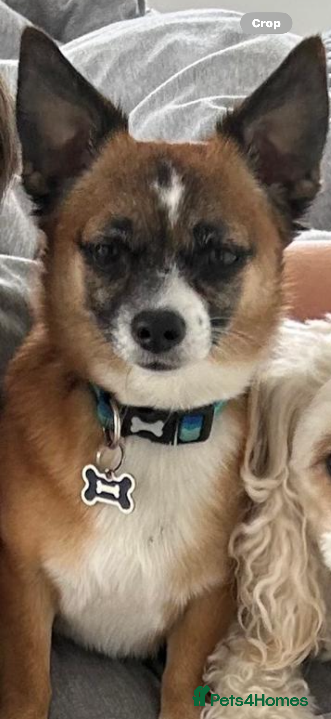 Mixed Breed dogs for sale: Loving home for bear bear  - Advert 6