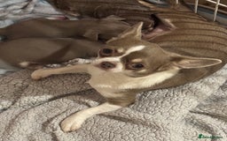 Chihuahua dogs for sale: KC ⭐ stunning Chihuahuas smooth lilac Tri  🐕  - Image 9