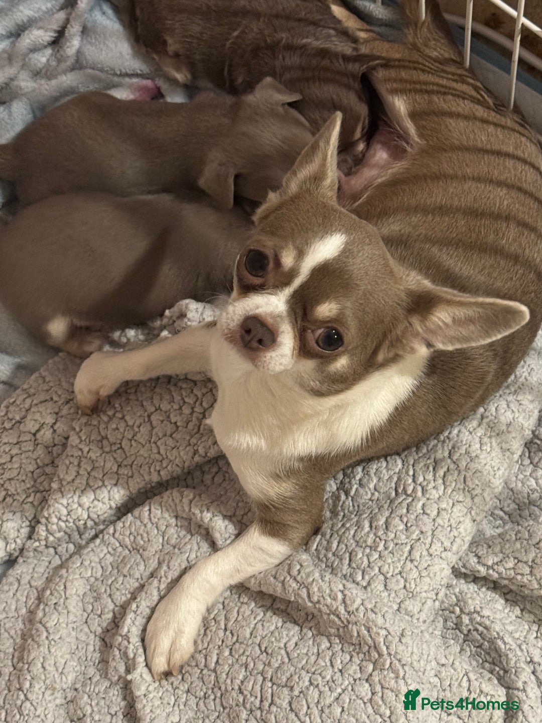 Chihuahua dogs for sale: KC ⭐ stunning Chihuahuas smooth lilac Tri  🐕  - Image 9