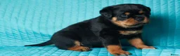 Rottweiler dogs for sale: 🌀🌀available sweet pups🌀Get yours now🌀 - Advert 4
