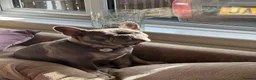 French Bulldog dogs for sale: French bulldog 4 years  - Advert 3