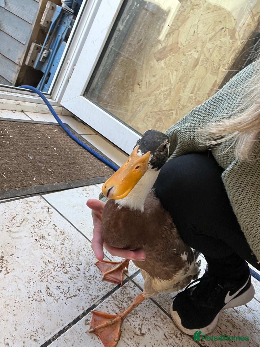 Chickens poultry for sale: Silkies - ducklings - Drakes - Advert 12