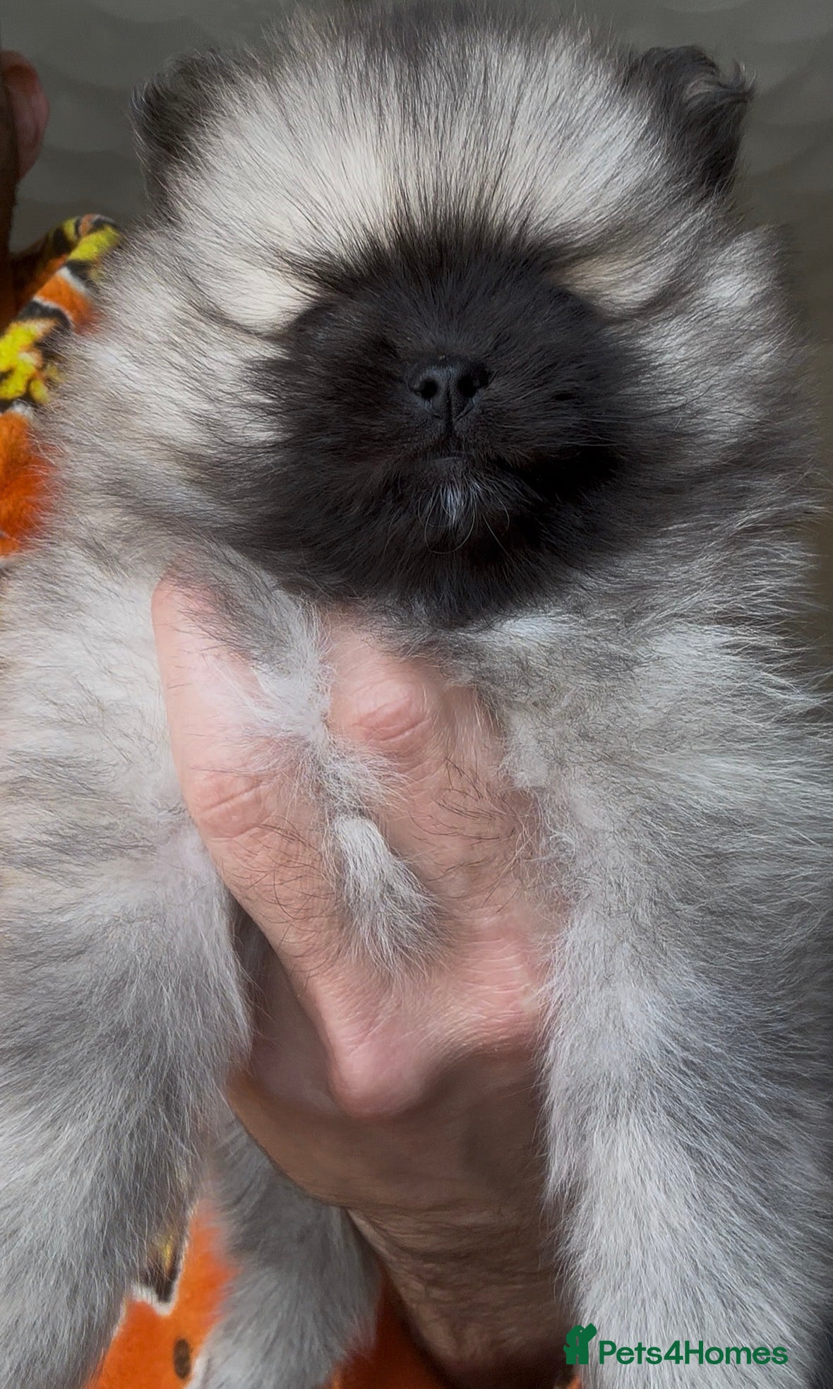 Pomeranian dogs Ready now Double Champion Lines Pomeranian KC Reg - Advert 3