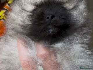 Pomeranian dogs Ready now Double Champion Lines Pomeranian KC Reg - Advert 3