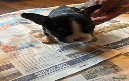 Mixed Breed dogs for sale: French bulldog/pocket bully  - Image 5