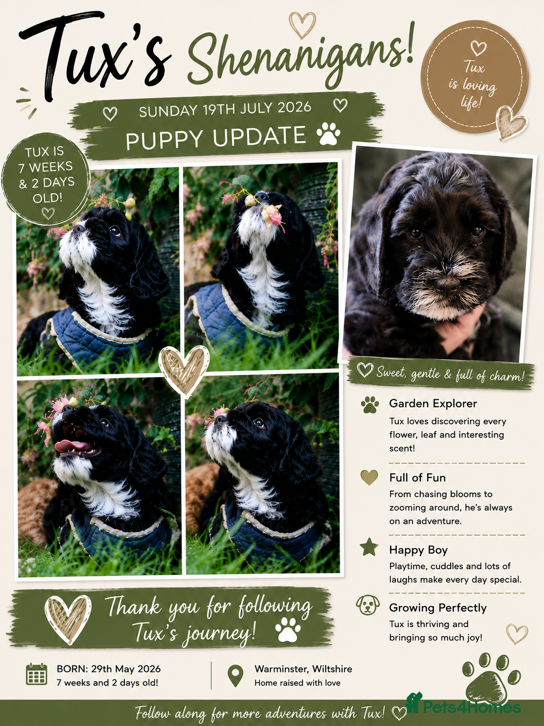 Cockapoo dogs 🌟 Vet-Checked F2 Cockapoo Girls – Ready 24 July🐾 - Advert 2