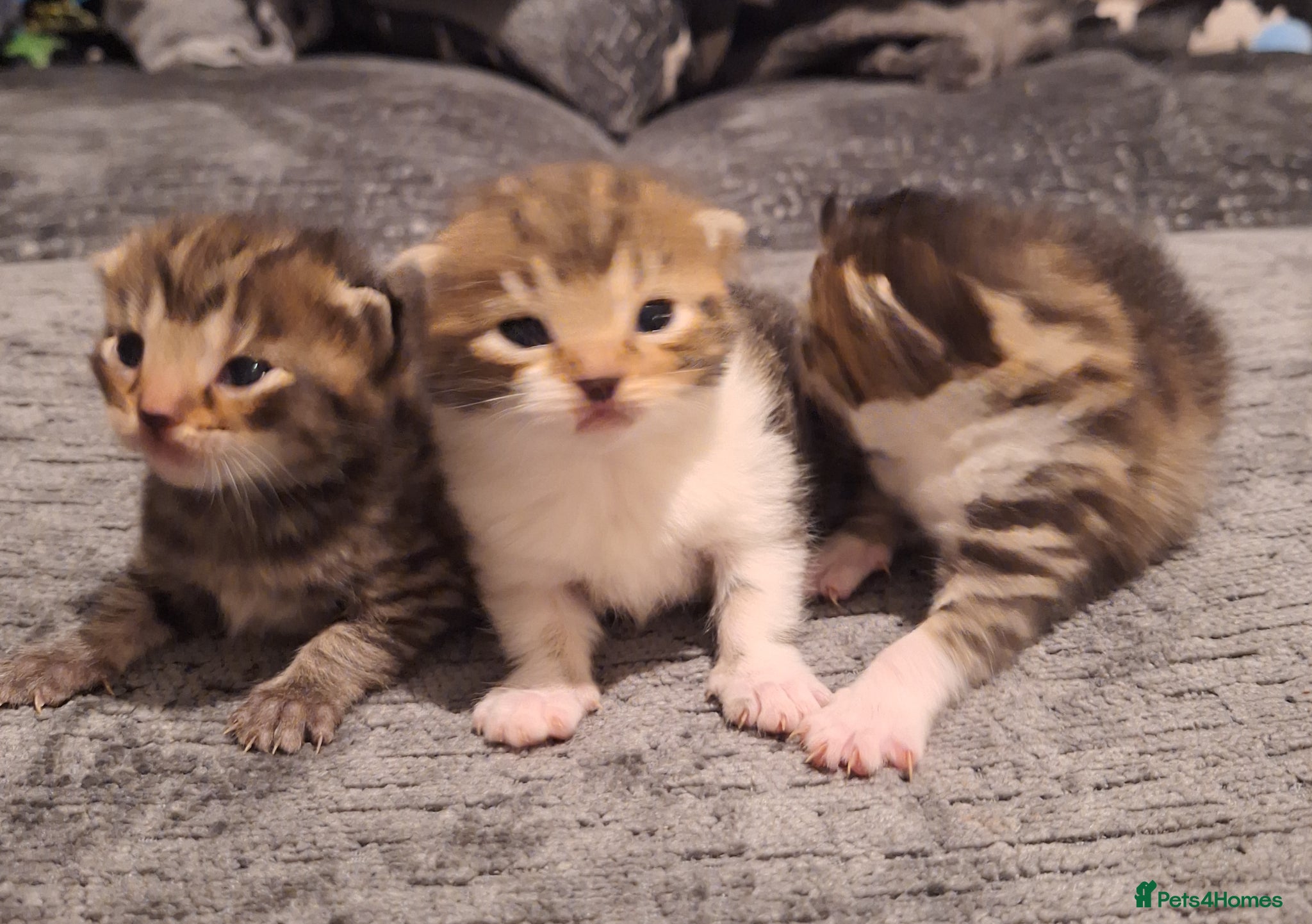 Bengal cats Gorgeous bengal mix babies 5/6 left - Advert 1