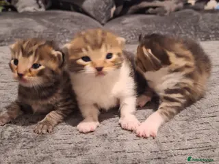 Bengal cats Gorgeous bengal mix babies 5/6 left - Advert 1