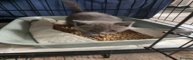 British Shorthair 5