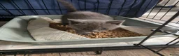 British Shorthair cats for sale: BSH cross kittens pure grey ready now - Advert 12
