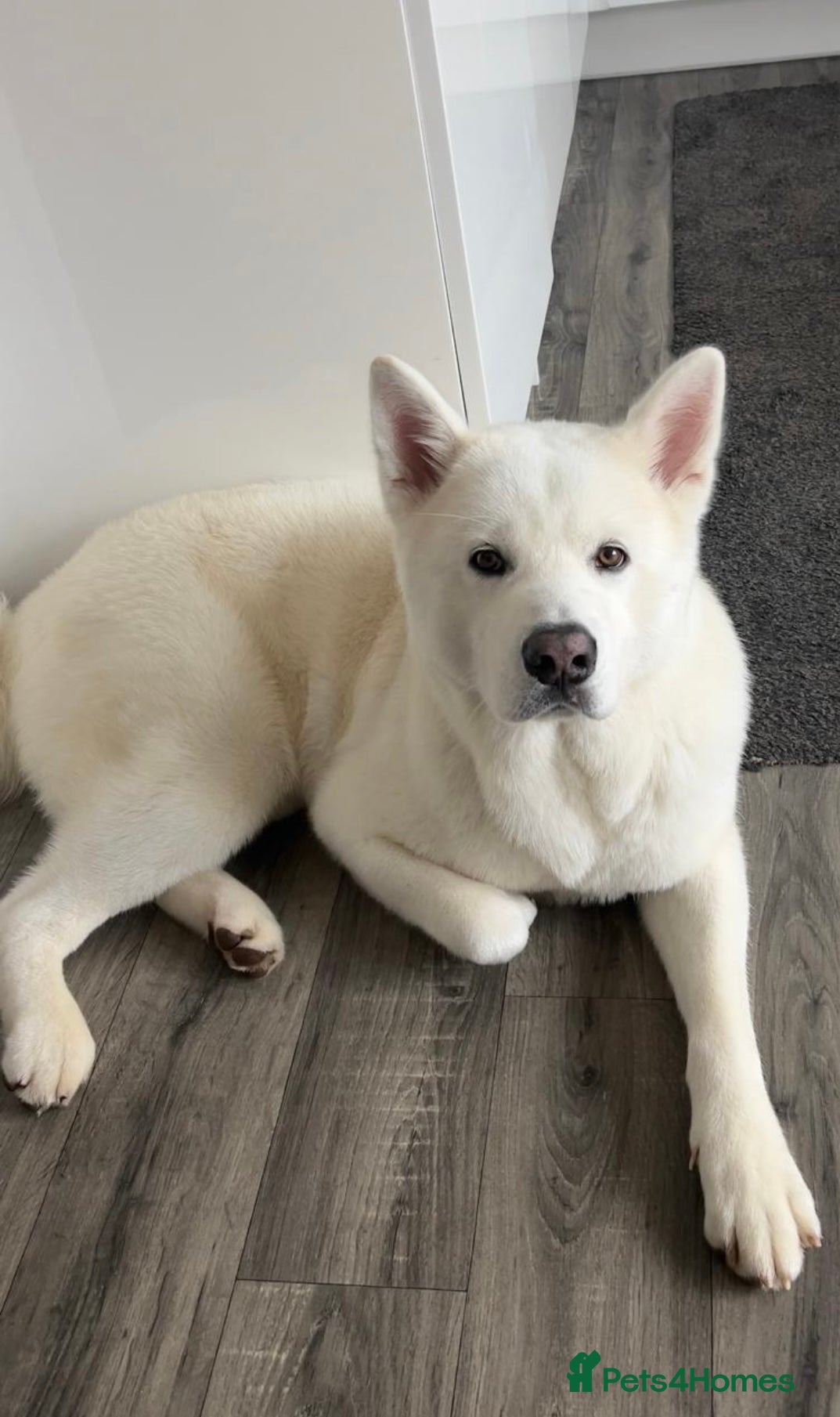 Japanese Akita Inu dogs Akai  - Advert 3