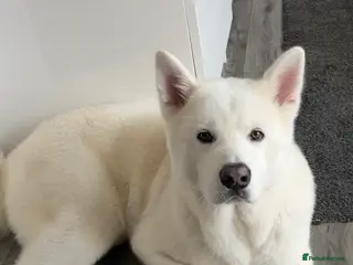 Japanese Akita Inu dogs Akai - Advert 8