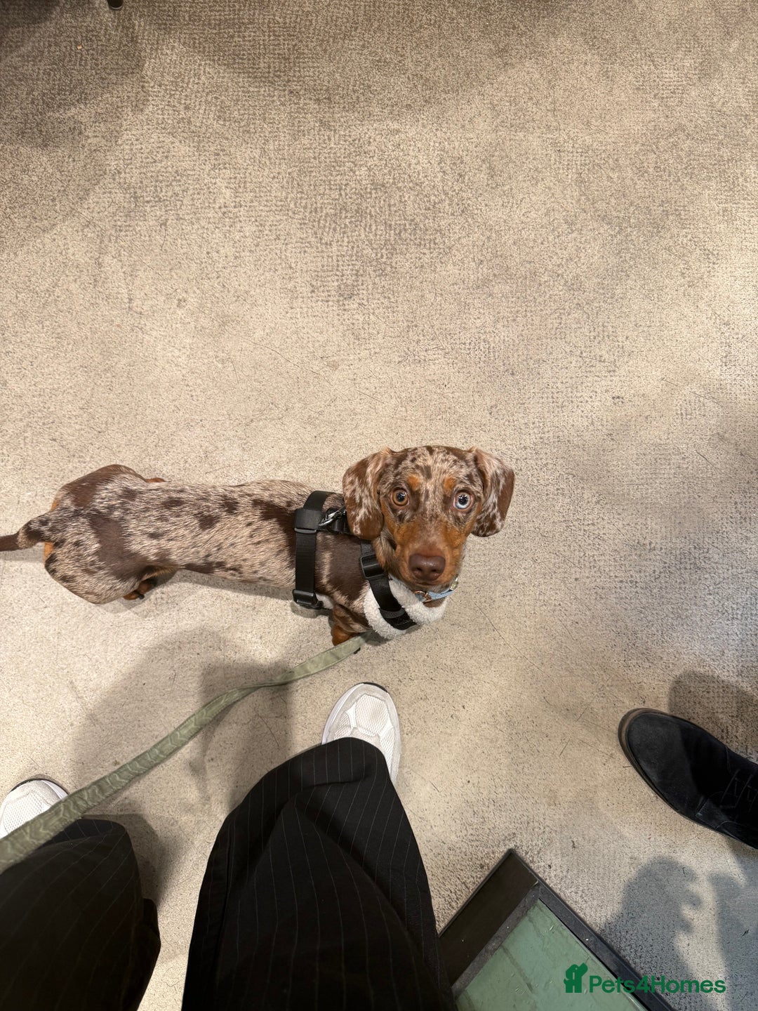 Miniature Dachshund dogs for stud: Miniature Dachshund - Stud - Image 5