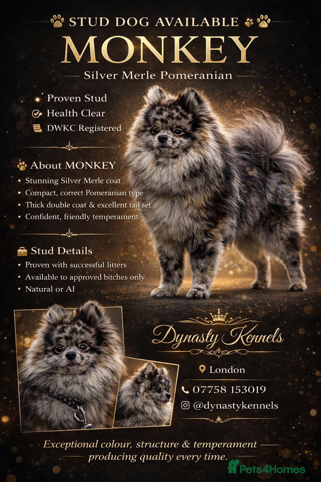 Pomeranian dogs MONKEY silver Merle for stud  - Advert 1