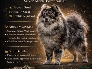 Pomeranian dogs for stud: MONKEY silver Merle for stud - Advert 2