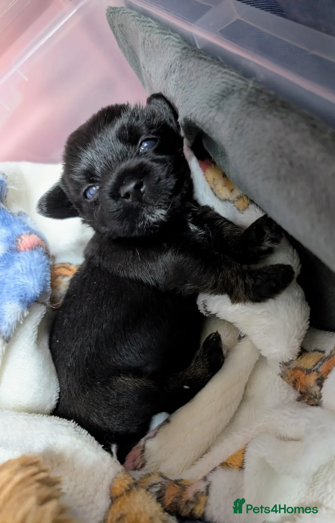 Chipoo dogs for sale: Adorable tiny chihpoo boy in Leeds - Advert 5