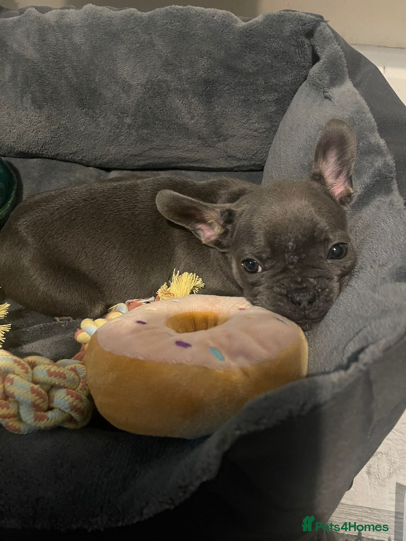 French Bulldog dogs Female frenchie - Advert 1