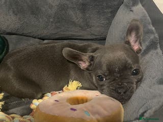 French Bulldog dogs Female frenchie - Advert 14