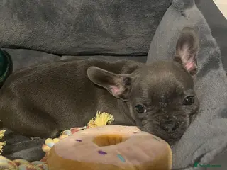 French Bulldog dogs Female frenchie - Advert 9
