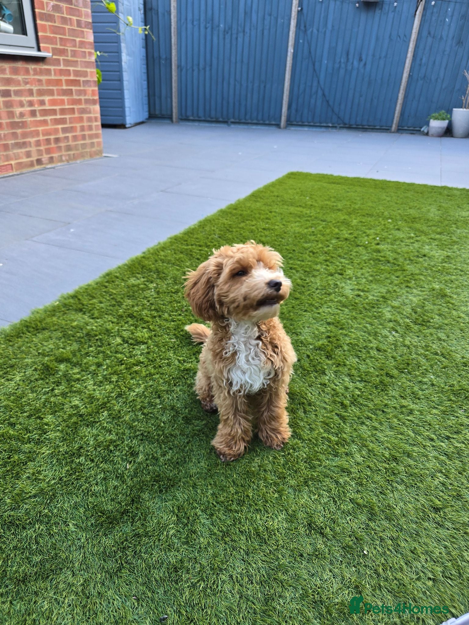 Cockapoo dogs Beautiful 6 months old cockapoo for rehoming - Advert 2