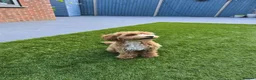 Cockapoo dogs for sale: Beautiful 6 months old cockapoo for rehoming in Maidenhead - Advert 1