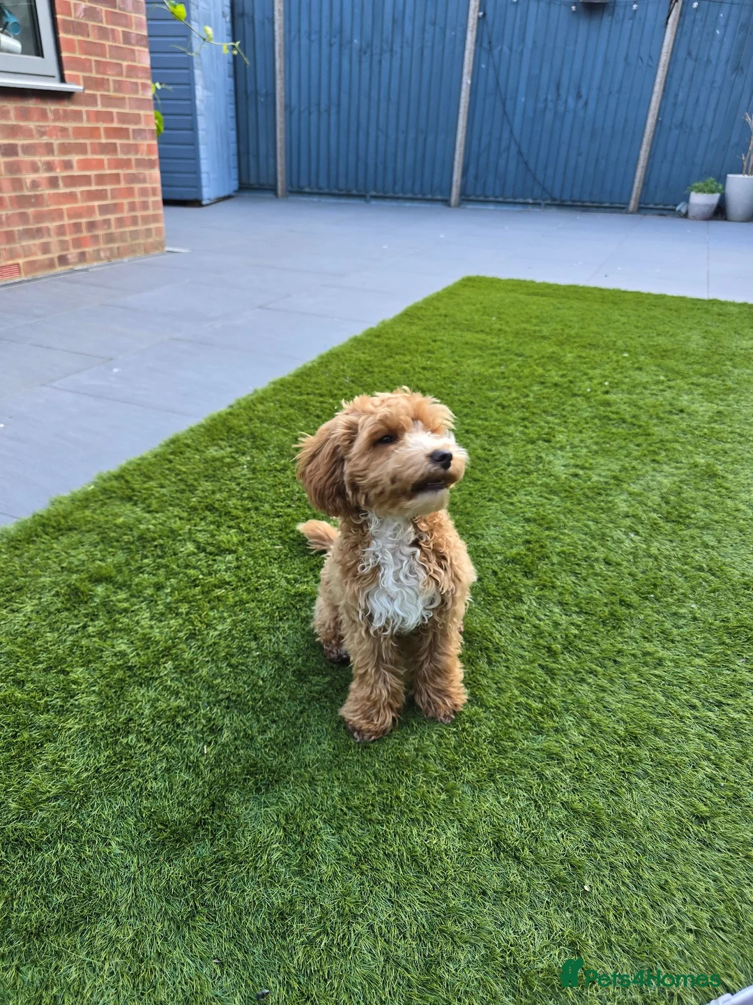 Cockapoo dogs for sale: Beautiful 6 months old cockapoo for rehoming in Maidenhead - Advert 1