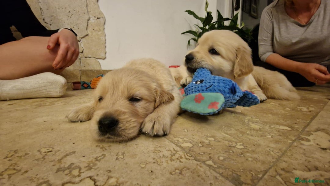 Golden Retriever dogs for sale: KC Reg Golden Retriever Puppies – Champion Lines  - Image 16