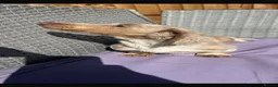 Miniature Dachshund dogs for sale: Mini dachshund dapple Isabela+tan piebald  - Advert 9