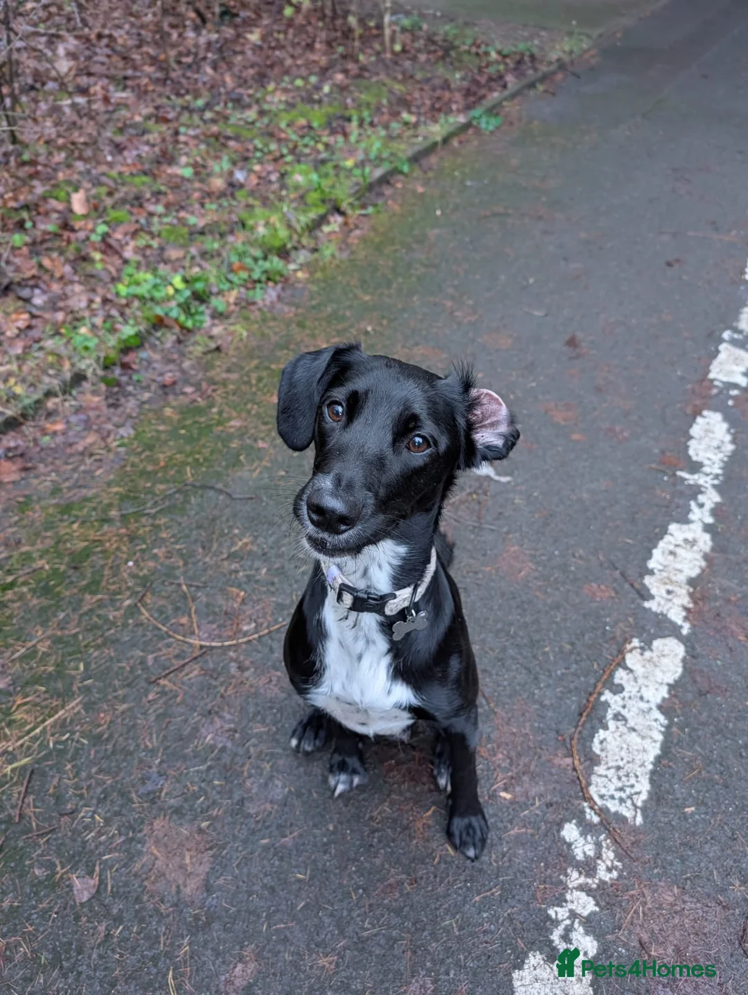 Mixed Breed dogs for sale: Springador cross collie for sale - Advert 3