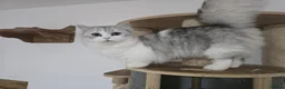 Munchkin cats for sale: 2 munchkin kittens  - Advert 6