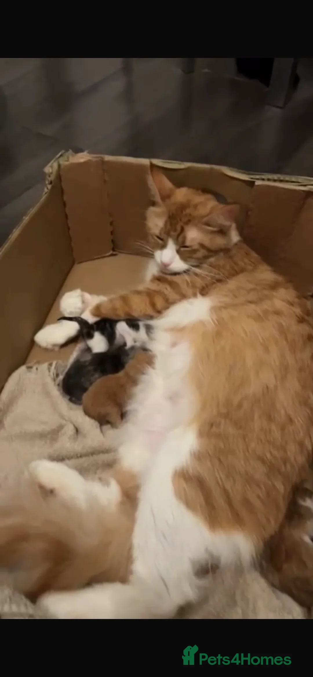 Mixed Breed cats for sale: Main coon /persion - Advert 5