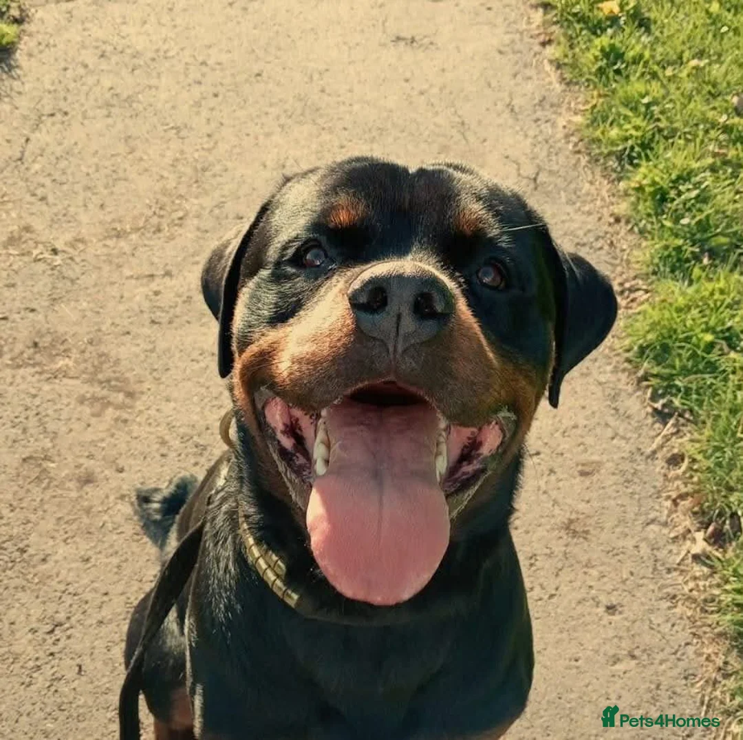 Rottweiler dogs for sale: Rottweiler pups - Advert 6