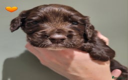 Cocker Spaniel dogs for sale: Litter of 7 - Image 4