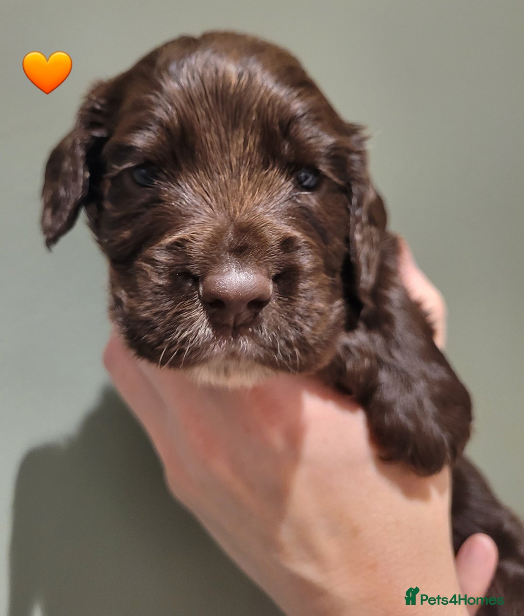 Cocker Spaniel dogs for sale: Litter of 7 - Image 4
