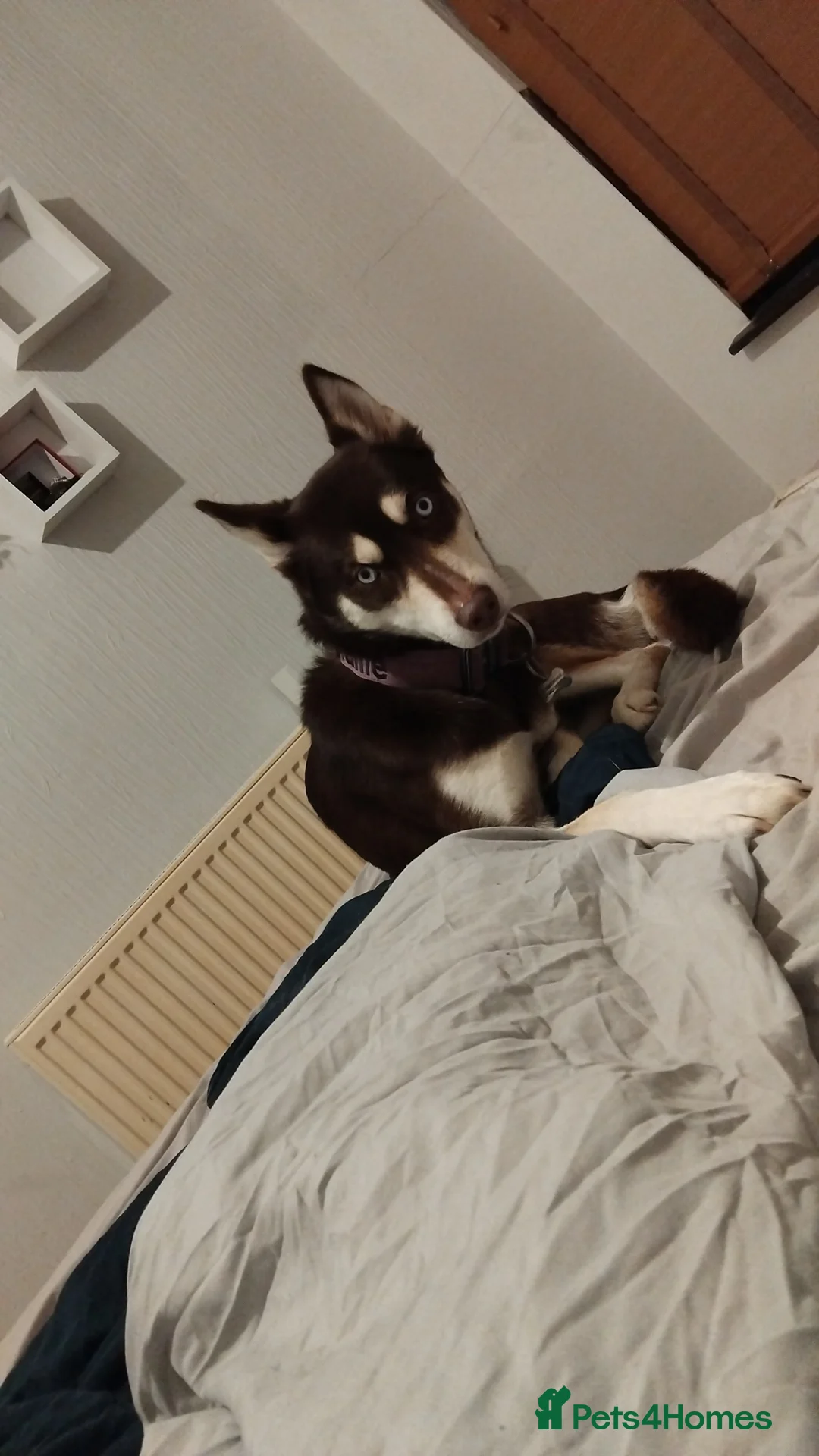 Shepsky dogs for sale: Hallie the shepsky - Advert 2