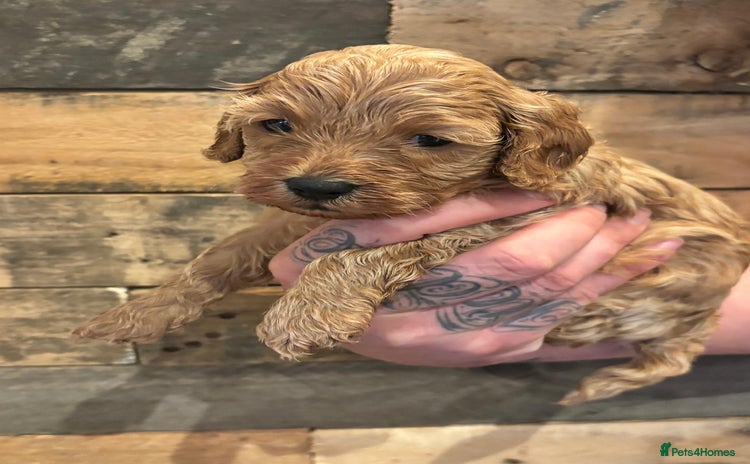 Cavapoo dogs - Advert 12