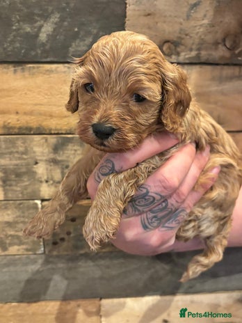 Cavapoo dogs - Advert 2