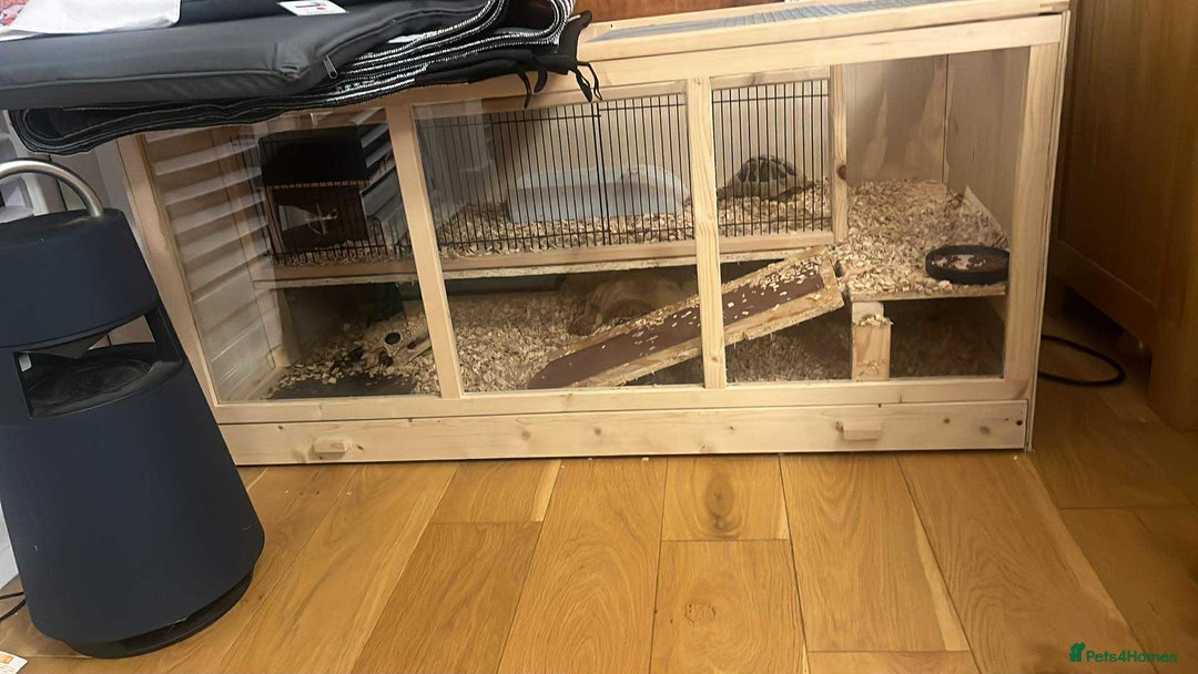 Hermann Tortoise reptiles for sale: Hermanns Tortoise Male - Image 4