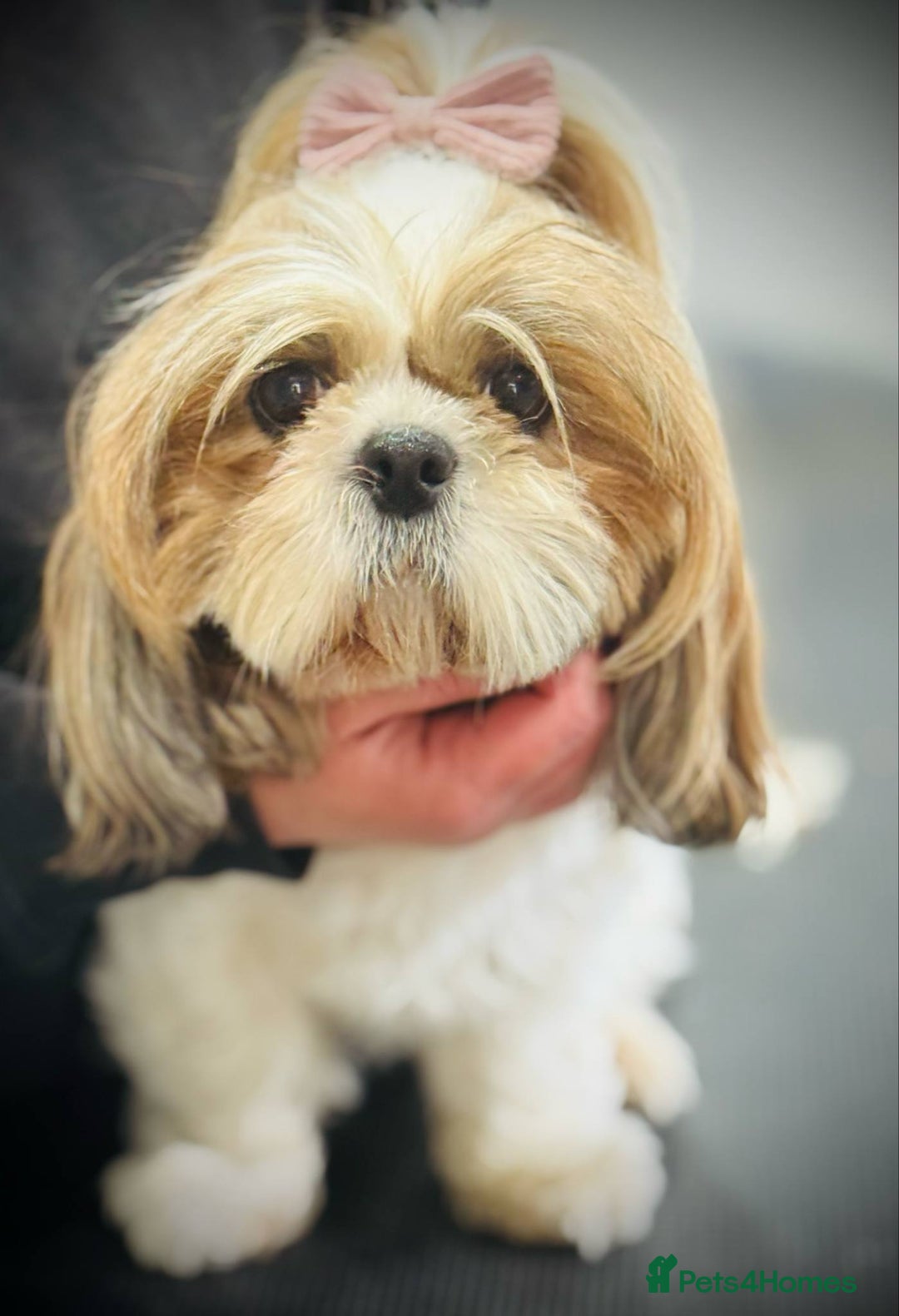 Shih Tzu dogs for sale: Female  - Image 7