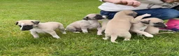Whippet dogs for sale: Stunning Fawn Whippet Pups  in Winkleigh - Advert 8